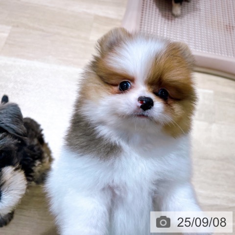 ポメラニアンの写真