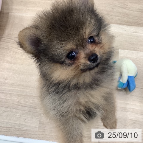 ポメラニアンの写真