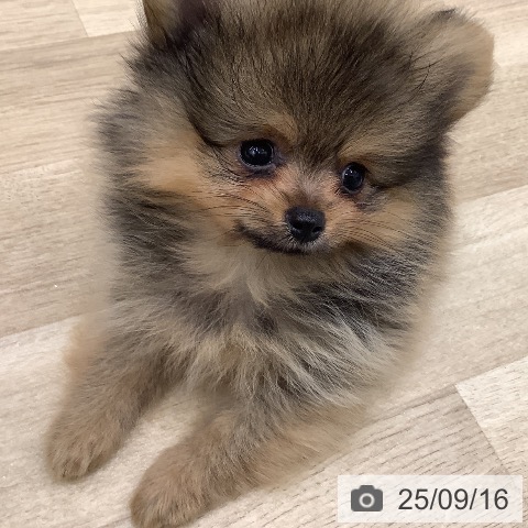 ポメラニアンの写真