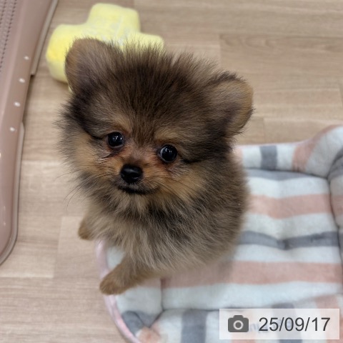 ポメラニアンの写真