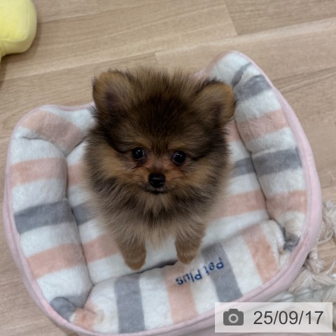 ポメラニアンの写真