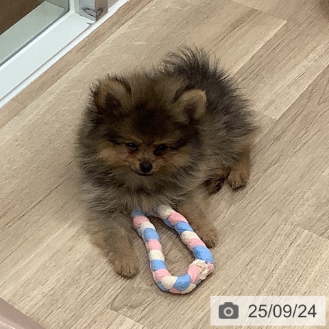 ポメラニアンの写真