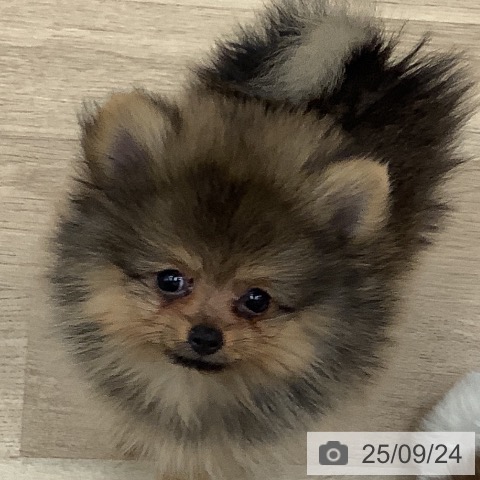 ポメラニアンの写真