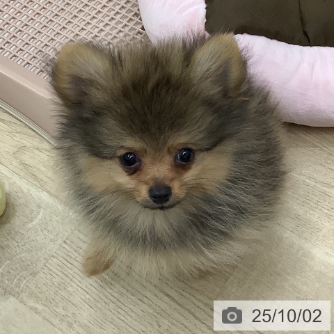 ポメラニアンの写真