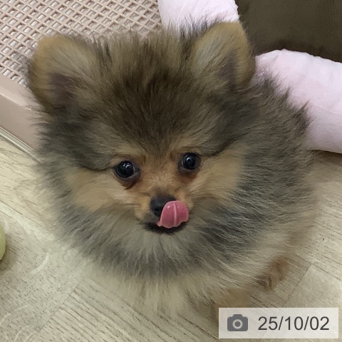 ポメラニアンの写真