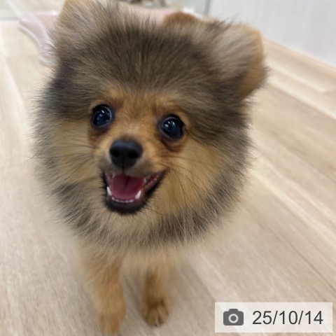 ポメラニアンの写真