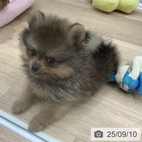 ポメラニアンの写真