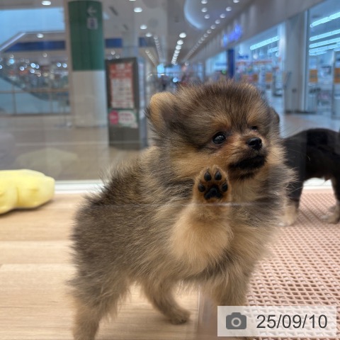 ポメラニアンの写真