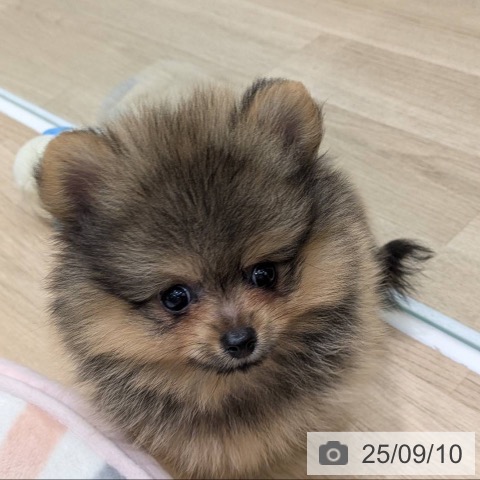 ポメラニアンの写真