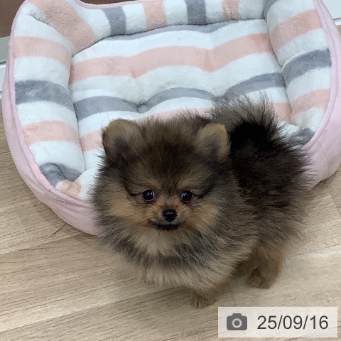 ポメラニアンの写真