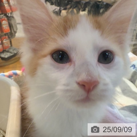ノルウェージャンフォレストキャットの写真