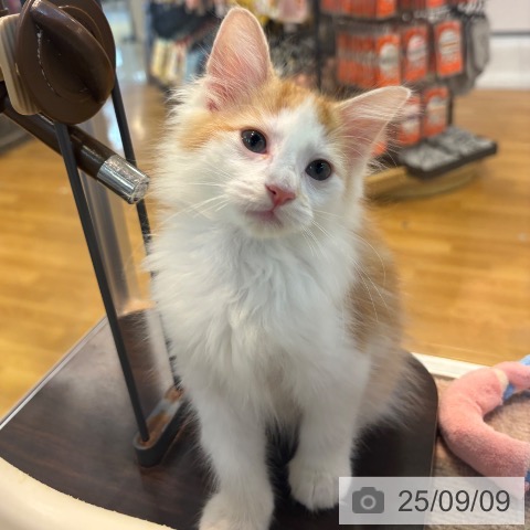 ノルウェージャンフォレストキャットの写真