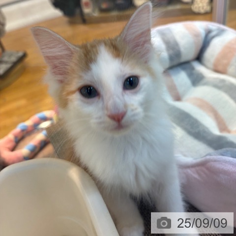 ノルウェージャンフォレストキャットの写真
