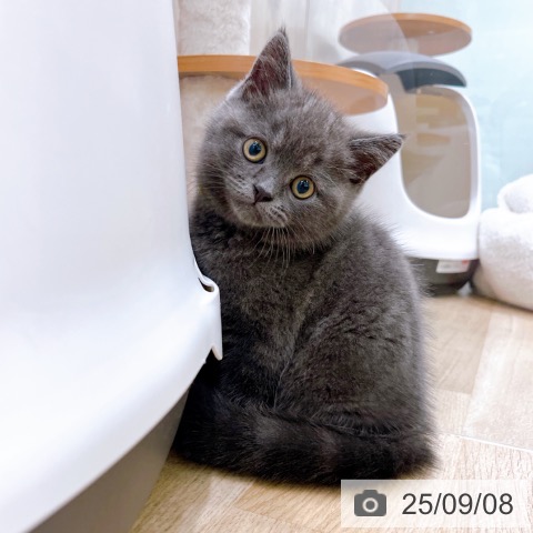 ブリティッシュショートヘアの写真
