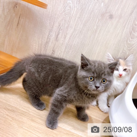 ブリティッシュショートヘアの写真