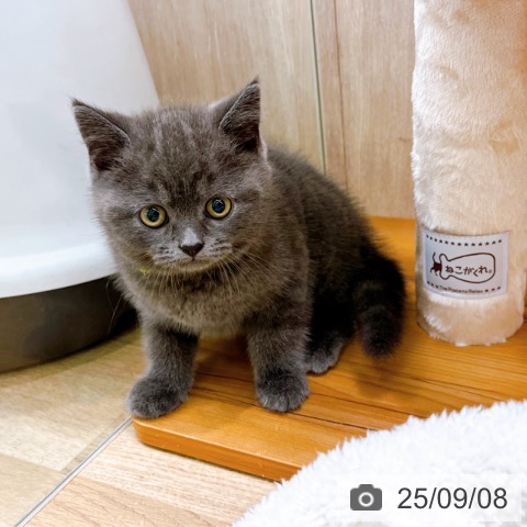 ブリティッシュショートヘアの写真