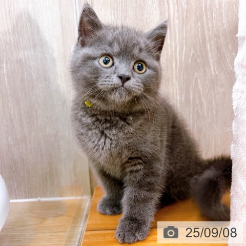 ブリティッシュショートヘアの写真