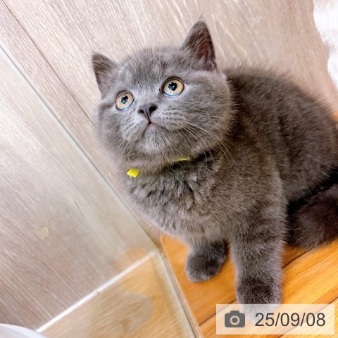 ブリティッシュショートヘアの写真