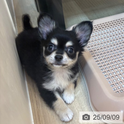 チワワの写真