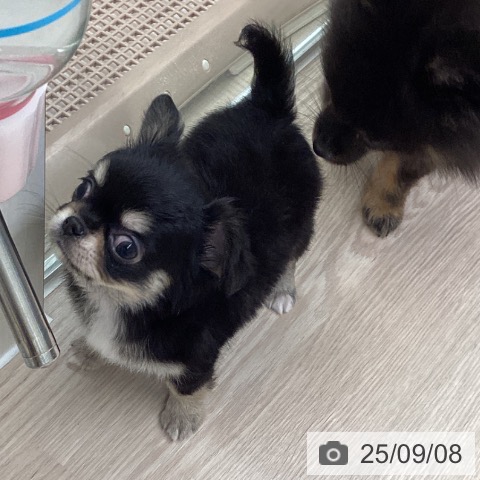 チワワの写真
