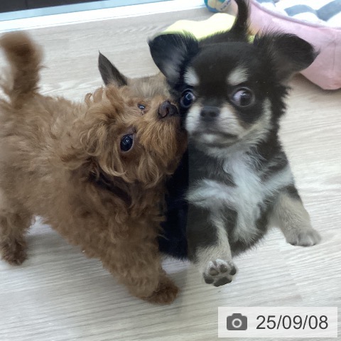 チワワの写真