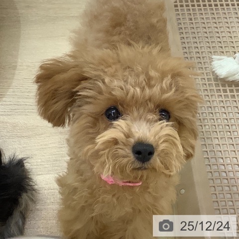 トイ・プードルの写真