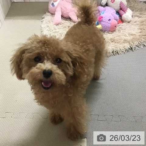 トイ・プードルの写真