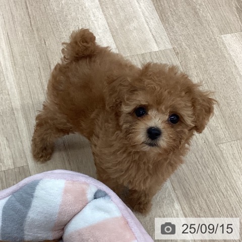 兵庫県のトイプードル(トイ) (ペットプラス 明石店/2025年7月9日生まれ/女の子/オレンジフォーン)の子犬の3枚目の画像