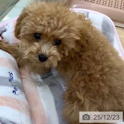 トイ・プードルの写真