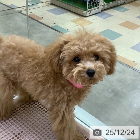 京都府のトイプードル(トイ) (ペットプラス 久御山店/2025年7月9日生まれ/女の子/オレンジフォーン)の子犬の3枚目の画像