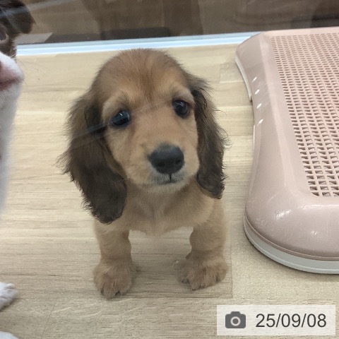 ミニチュア・ダックスフンドの写真