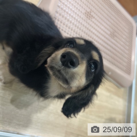 ミニチュア・ダックスフンドの写真