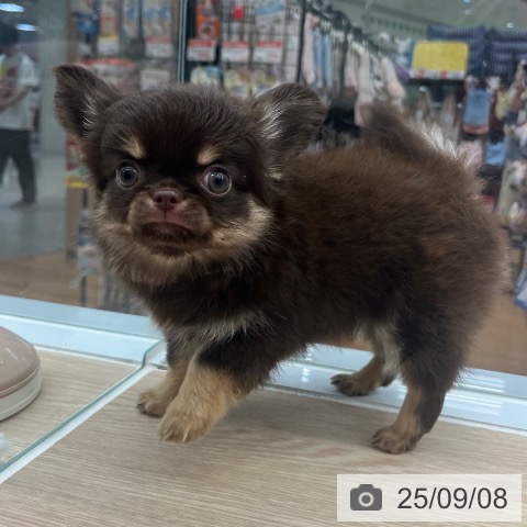 チワワの写真
