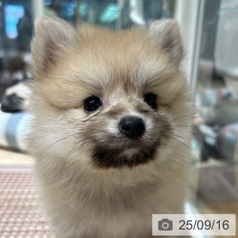 ポメラニアンの写真