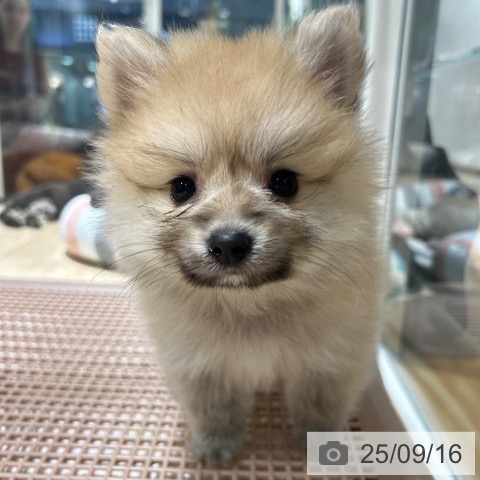 ポメラニアンの写真