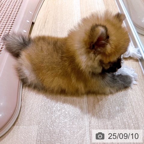 ポメラニアンの写真
