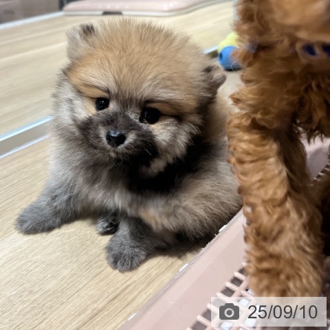 ポメラニアンの写真