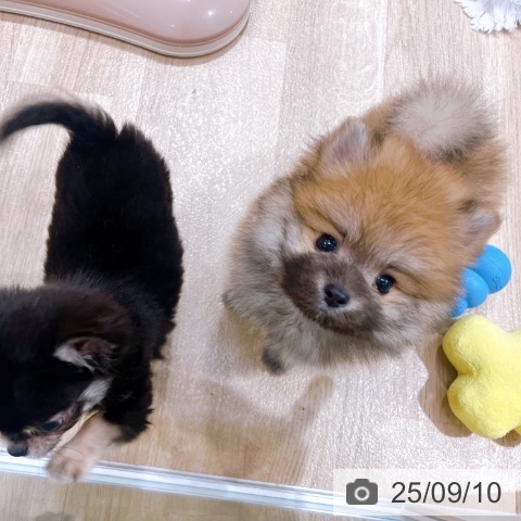 ポメラニアンの写真