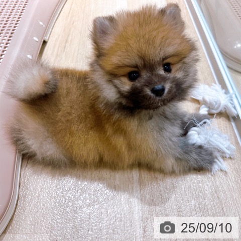ポメラニアンの写真