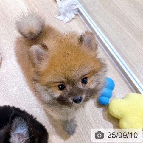 ポメラニアンの写真