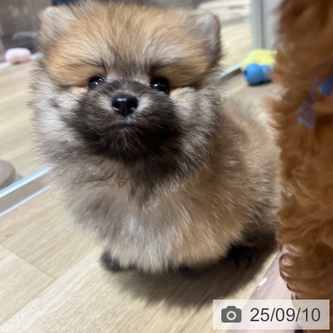 ポメラニアンの写真