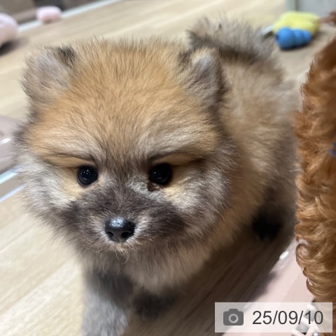 ポメラニアンの写真