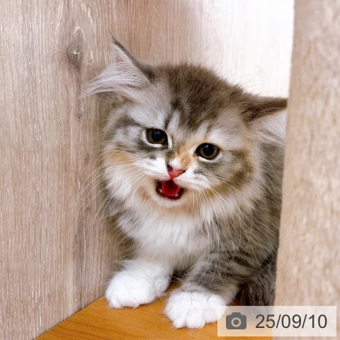 ラガマフィンの写真