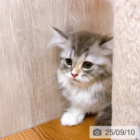 ラガマフィンの写真