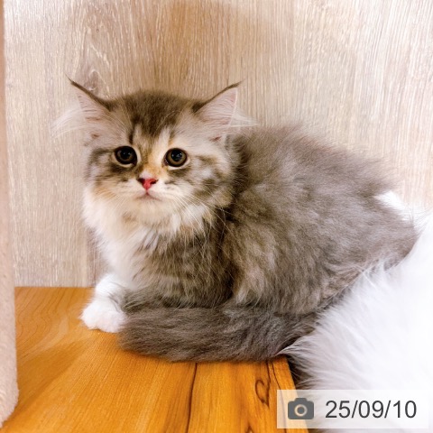 ラガマフィンの写真