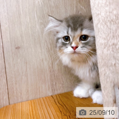 ラガマフィンの写真