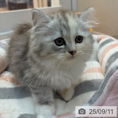ラガマフィンの写真