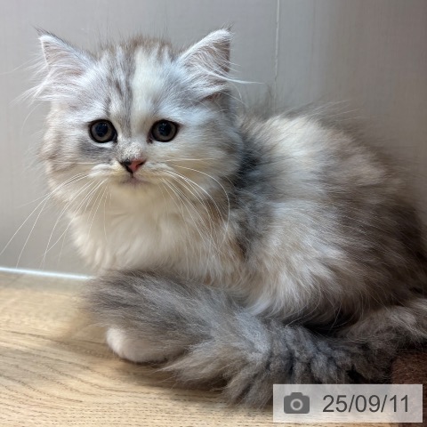 ラガマフィンの写真