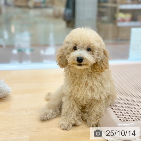 トイ・プードルの写真