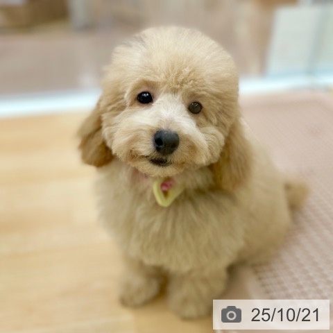 トイ・プードルの写真